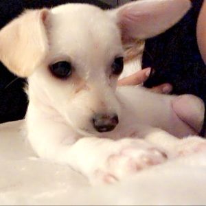 Meet your Posher, Joelly